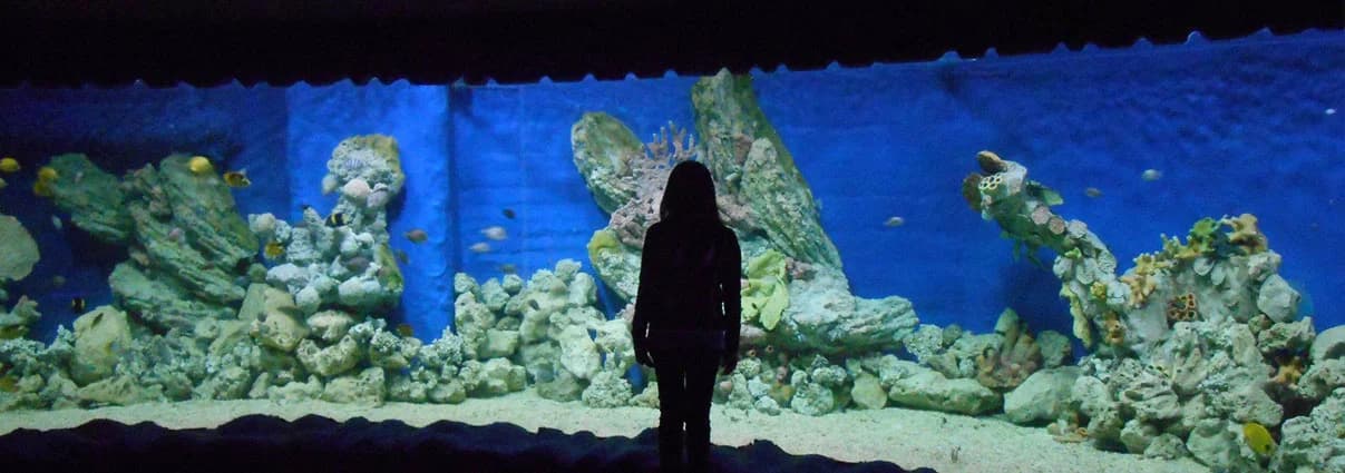 Le Grand Aquarium d'Hurghada photo 2