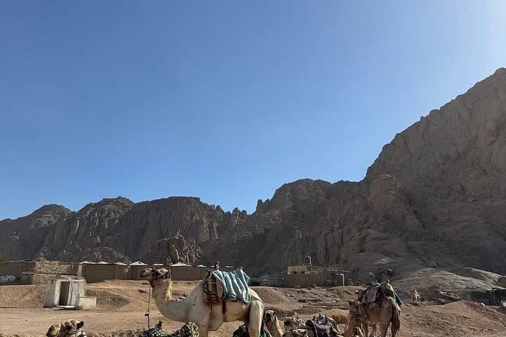 Plusieurs chameaux debout dans un village désertique au pied de montagnes rocheuses abruptes, prêts à monter à cheval à Charm el-Cheikh