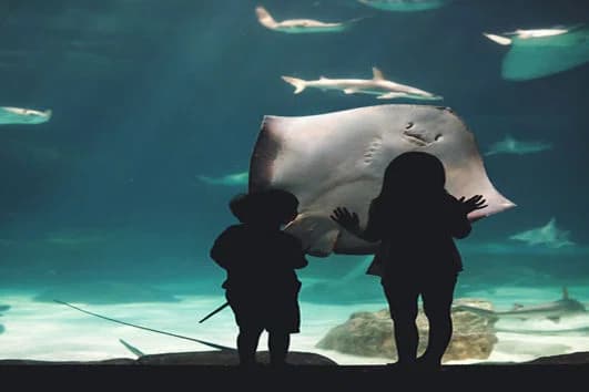 Le Grand Aquarium d'Hurghada photo 3