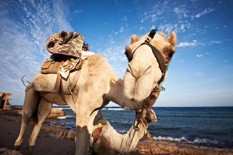Depuis Charm el-Cheikh : journée complète à Dahab avec plongée en apnée